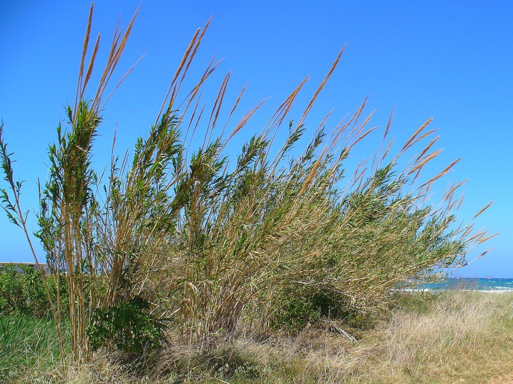 A field of tall grasses