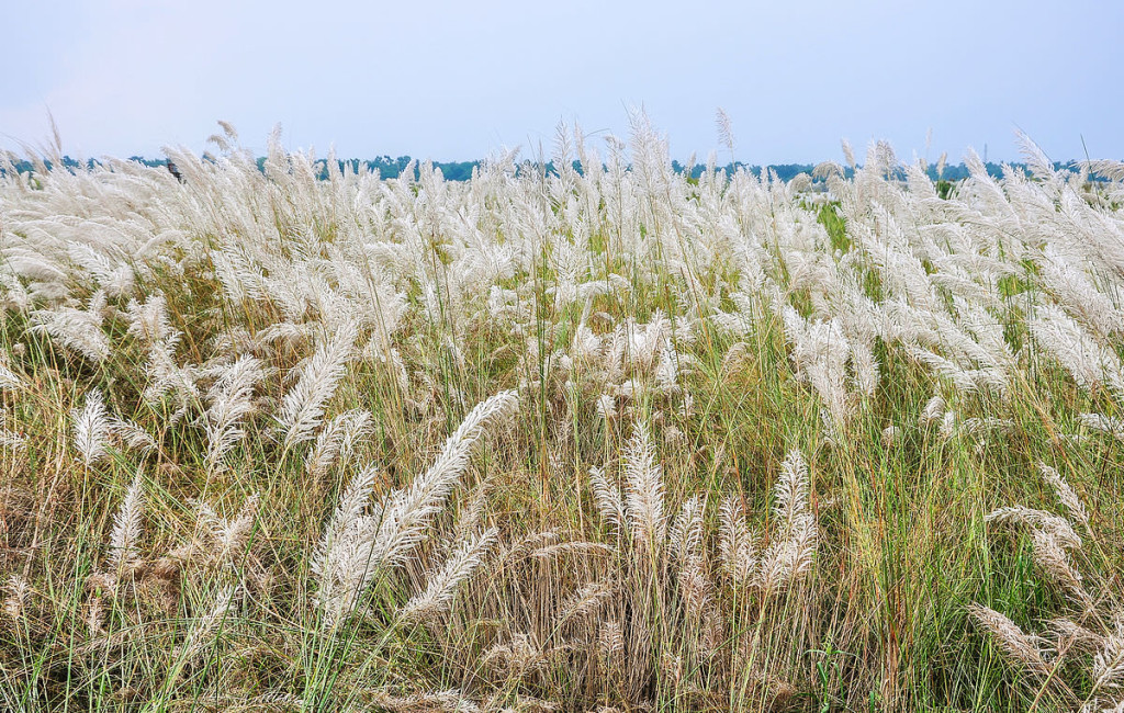 A field of tall grasses