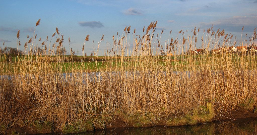 A field of tall grasses