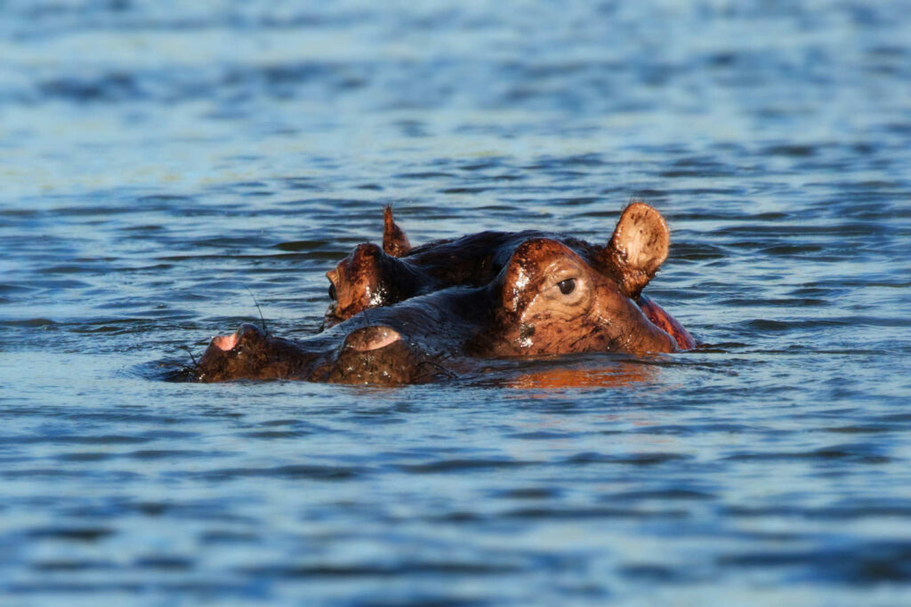 A hippo in some water with just the top half of its head above the water.