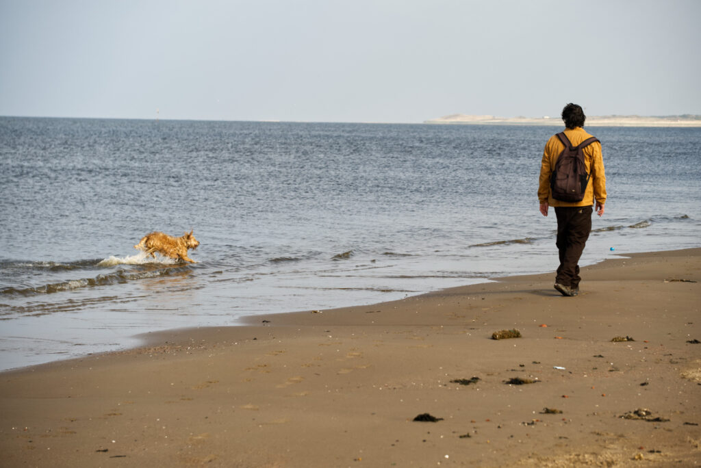 A man in a yellow jacket walking on the beach alongside the water's edge. To his left, jumping through the water, is an apricot-coloured labradoodle.
