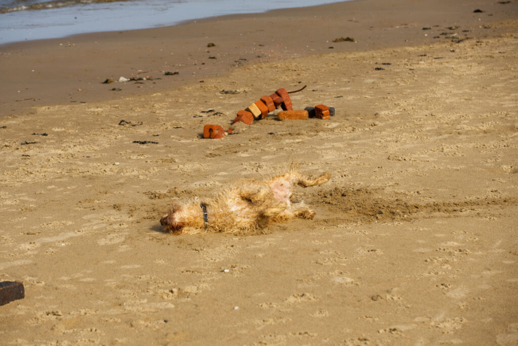A small apricot-coloured labradoodle rolling in the sand on a beach, just in front of a small pile of old bricks.