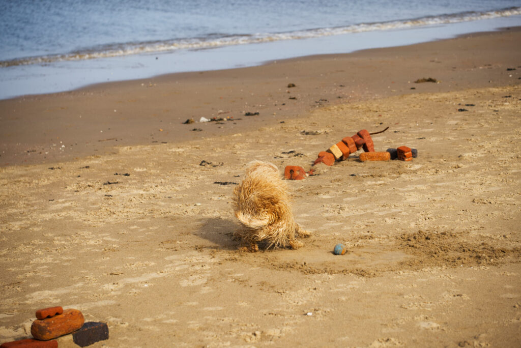 A small apricot-coloured labradoodle on a beach shaking the sand off herself, just in front of a small pile of old bricks.
