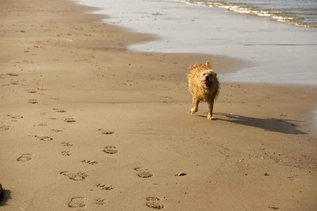 A small, apricot-coloured labradoodle running along a sandy beach with a ball in her mouth.